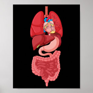 Póster Anatomía del diagrama interno de órganos de Hallow