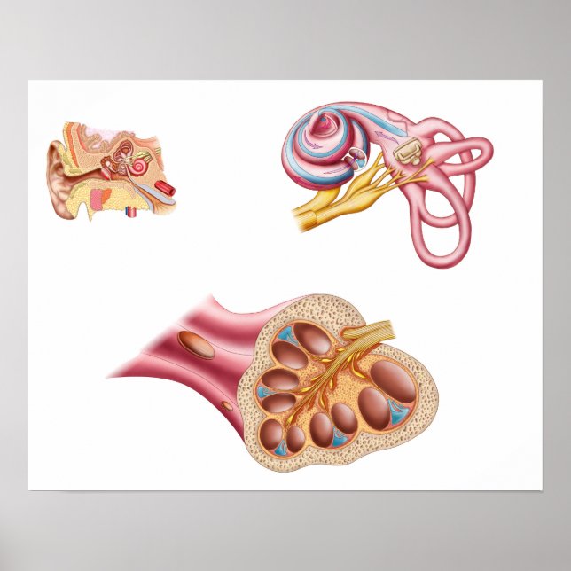 Póster Anatomía Del Ducto Coclear En El Oído Humano (Frente)