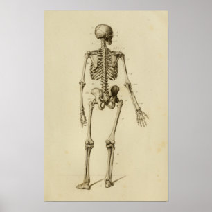 Póster Anatomía del esqueleto humano impresa a continuaci