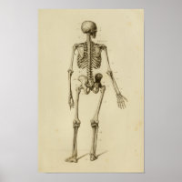 Anatomía del esqueleto humano impresa a posteriori