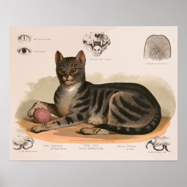 Póster Anatomía del gato de la casa restaurada (Frente)