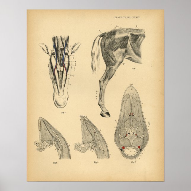 Póster Anatomía del músculo de la pierna de caballo 1908  (Frente)