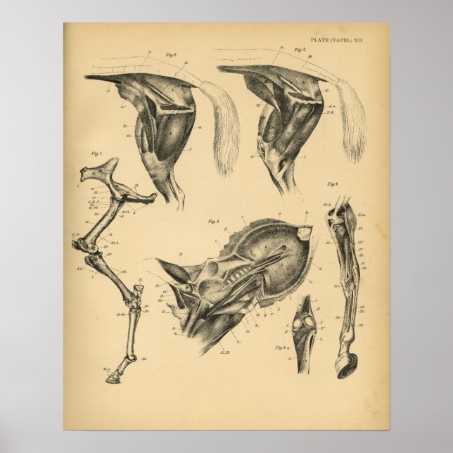 Póster Anatomía del músculo de la pierna de caballo 1908  (Frente)
