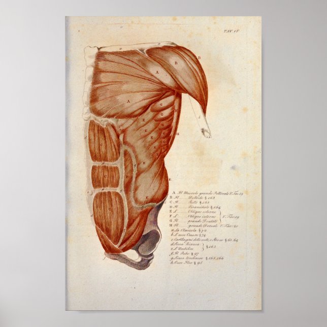 Póster Anatomía del músculo del pecho anterior Imprimir f (Frente)