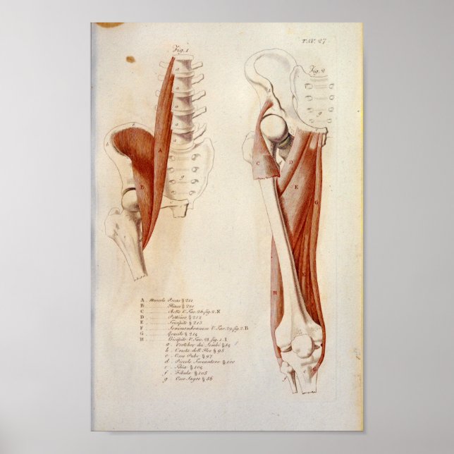 Póster Anatomía del músculo lumbar de la psoas Imprimir f (Frente)