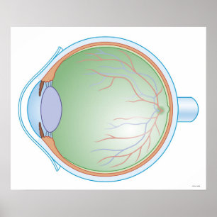 Póster Anatomía del ojo humano