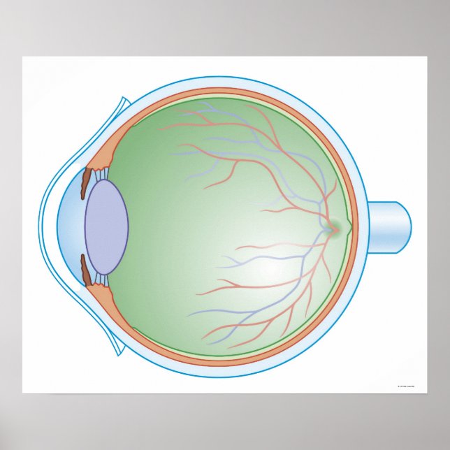 Póster Anatomía del ojo humano (Frente)