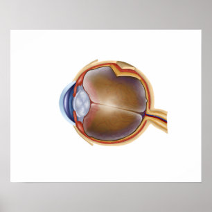Póster Anatomía del ojo humano