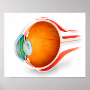 Póster Anatomía Del Ojo Humano, Perspectiva