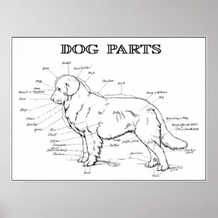 PÓSTER ANATOMÍA DEL PERRO 1919