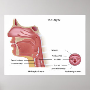 Póster Anatomía del poster de la caja de voz