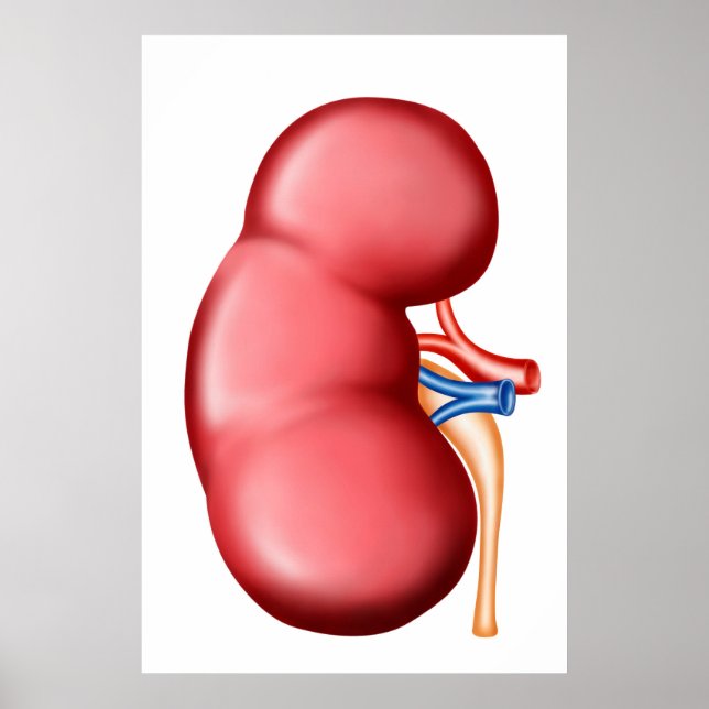Póster Anatomía Del Riñón Humano (Frente)