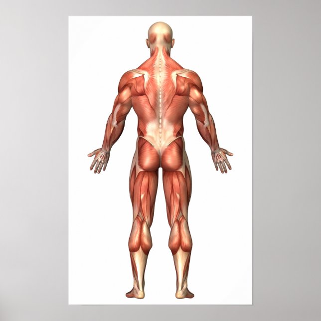 Póster Anatomía Del Sistema Muscular Masculino, Vista Atr (Frente)