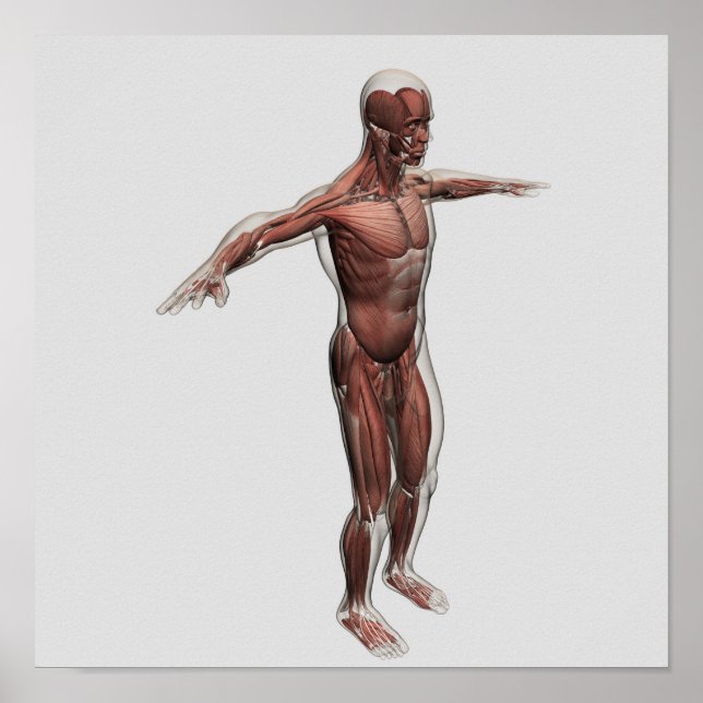 Póster Anatomía Del Sistema Muscular Masculino, Vista lat (Frente)
