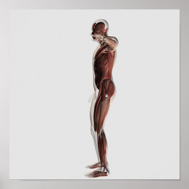 Póster Anatomía Del Sistema Muscular Masculino, Vista Lat (Frente)