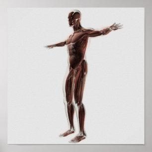 Póster Anatomía Del Sistema Muscular Masculino, Vista Lat