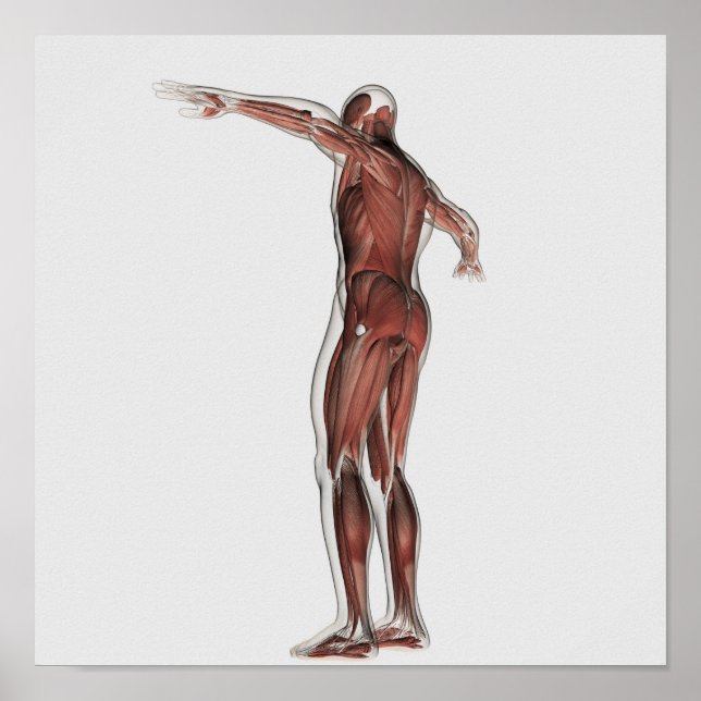 Póster Anatomía Del Sistema Muscular Masculino, Vista Pos (Frente)