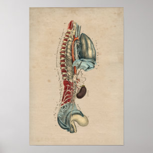 Póster Anatomía del sistema nervioso humano 1841 Imprimir