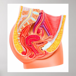 Póster Anatomía Del Sistema Reproductivo Femenino 1