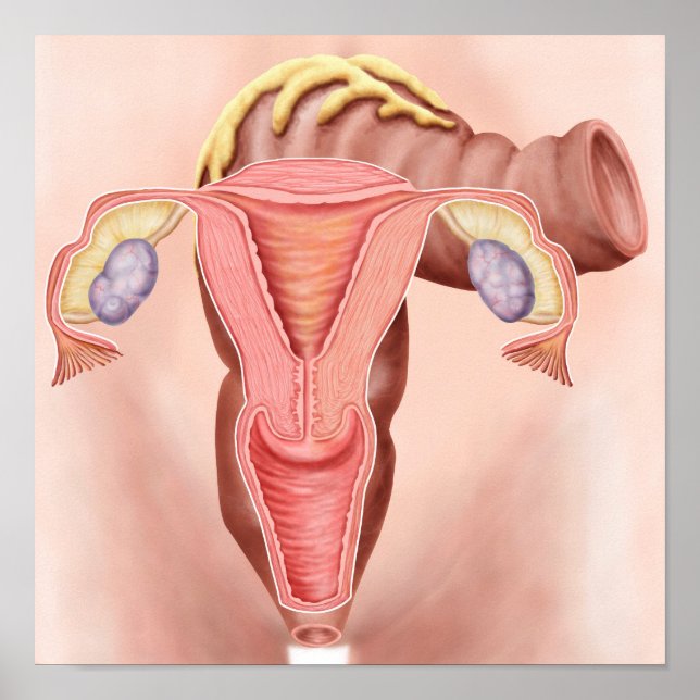 Póster Anatomía Del Sistema Reproductivo Femenino 2 (Frente)