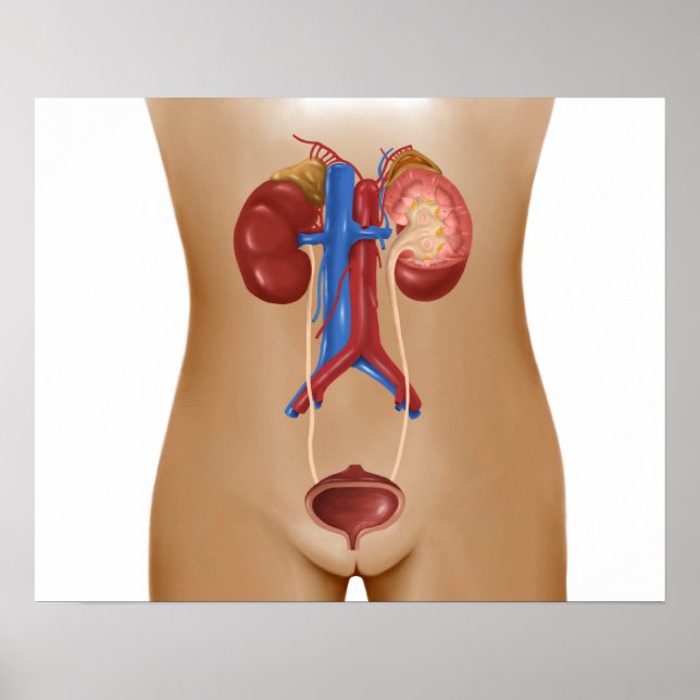 Póster Anatomía Del Sistema Urinario Femenino (Frente)