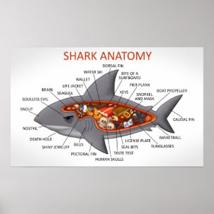 Póster Anatomía del tiburón