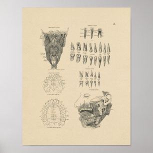 Póster Anatomía dental de época 1880 Imprimir