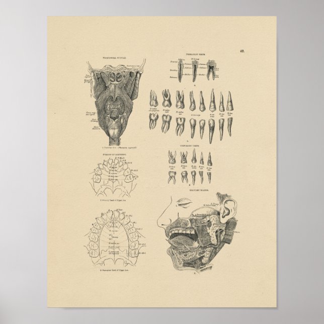 Póster Anatomía dental de época 1880 Imprimir (Frente)