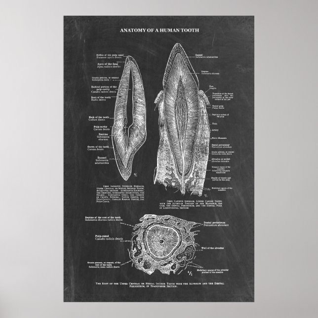 Póster Anatomía dental humana (Frente)