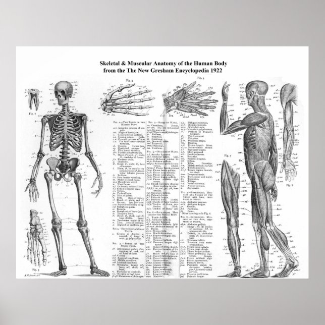 Póster Anatomía esquelética y muscular humana de 1922 (Frente)