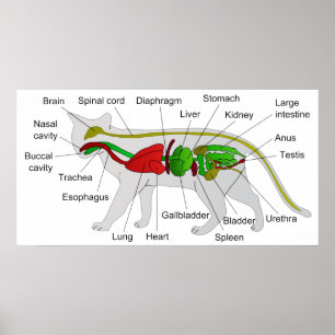 Póster Anatomía general de un gato Felis Silvestris Catus