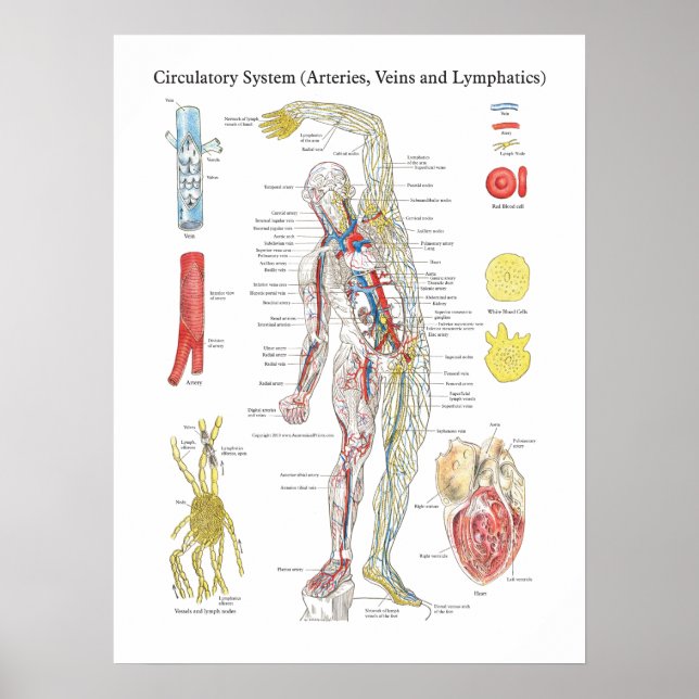 Póster Anatomía Gráfica Circulatoria Arterias venas linfá (Frente)