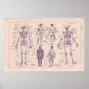 Póster Anatomía humana