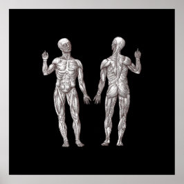 Póster Anatomía humana - El sistema muscular