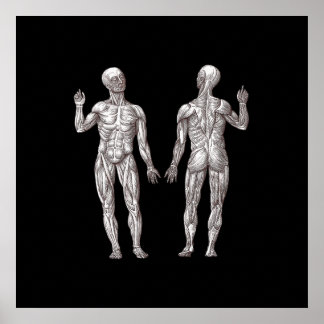Póster Anatomía humana - El sistema muscular