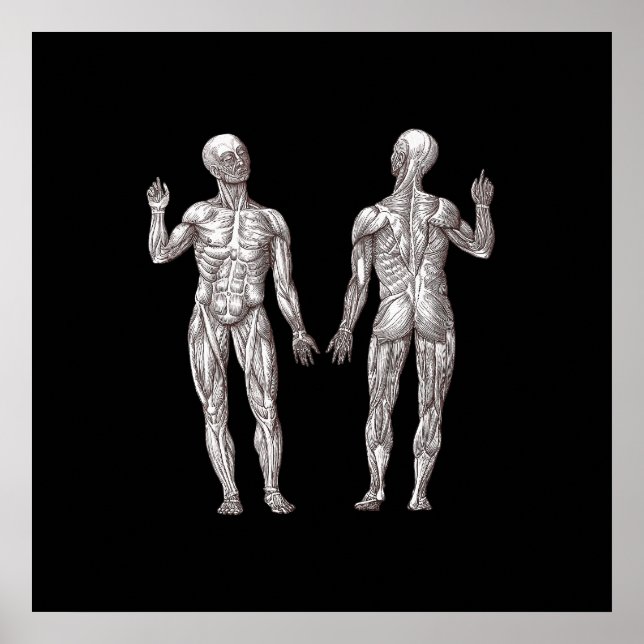 Póster Anatomía humana - El sistema muscular (Frente)