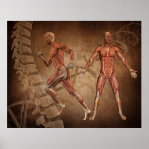 Póster Anatomía humana, manchas espinosas y ADN