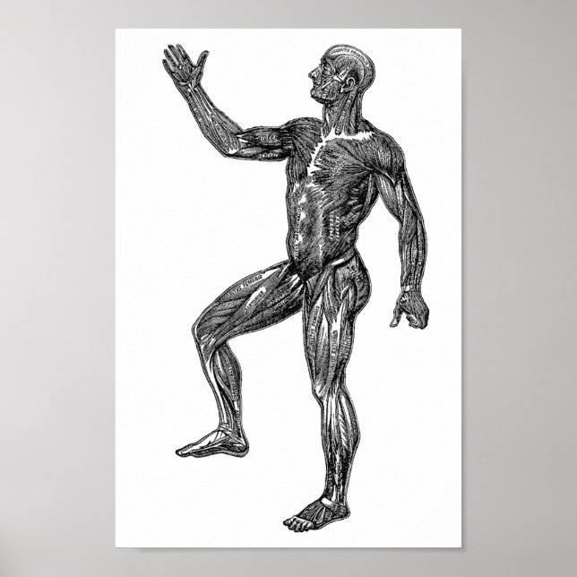 Póster Anatomía humana masculina Músculos Ciencias médica (Frente)