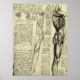 Póster Anatomía Humana Masculina por Leonardo da Vinci