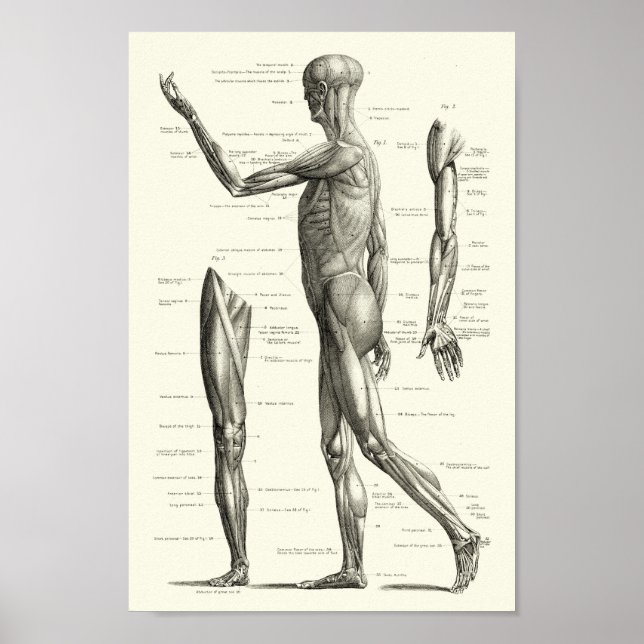 Póster Anatomía humana, músculos del cuerpo humano (Frente)