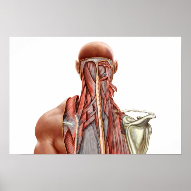Póster Anatomía Humana Que Muestra Músculos Profundos En  (Frente)