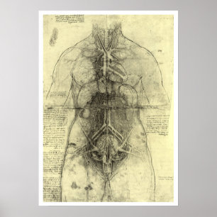 Póster Anatomía humana, Torso femenino, de Leonardo da Vi