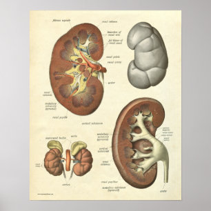 Póster Anatomía humana vintage Imprimir riñón