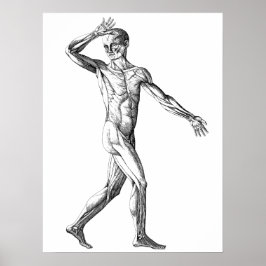 Póster Anatomía humana vintage, músculos del cuerpo mascu
