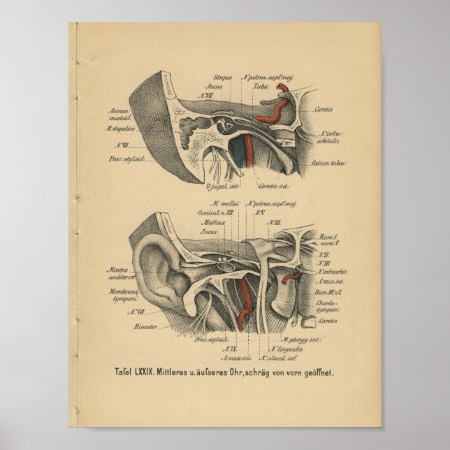 Póster Anatomía impresa de 1888 alemana vintage (Frente)