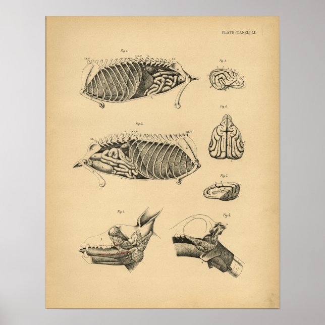 Póster Anatomía interna de órganos de perro 1908 Impresió (Frente)