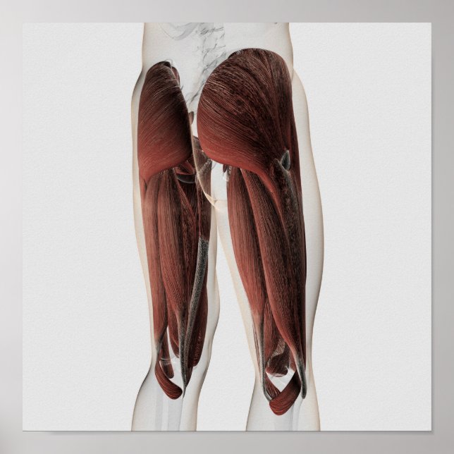 Póster Anatomía Masculina De Las Piernas Humanas 2 (Frente)
