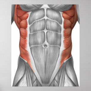 Póster Anatomía masculina del músculo de la pared