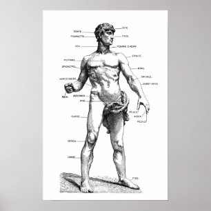 Póster Anatomía masculina - frontal