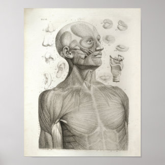 Póster Anatomía médica antigua Imprimir músculos Cuello d